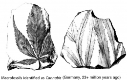 gallery/oldest-cannabis-fossils-23mya